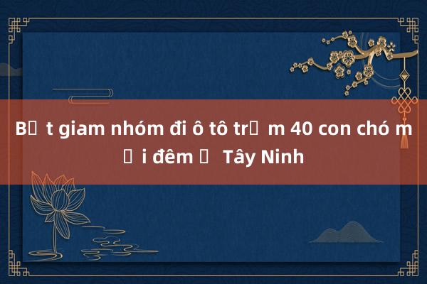 Bắt giam nhóm đi ô tô trộm 40 con chó mỗi đêm ở Tây Ninh